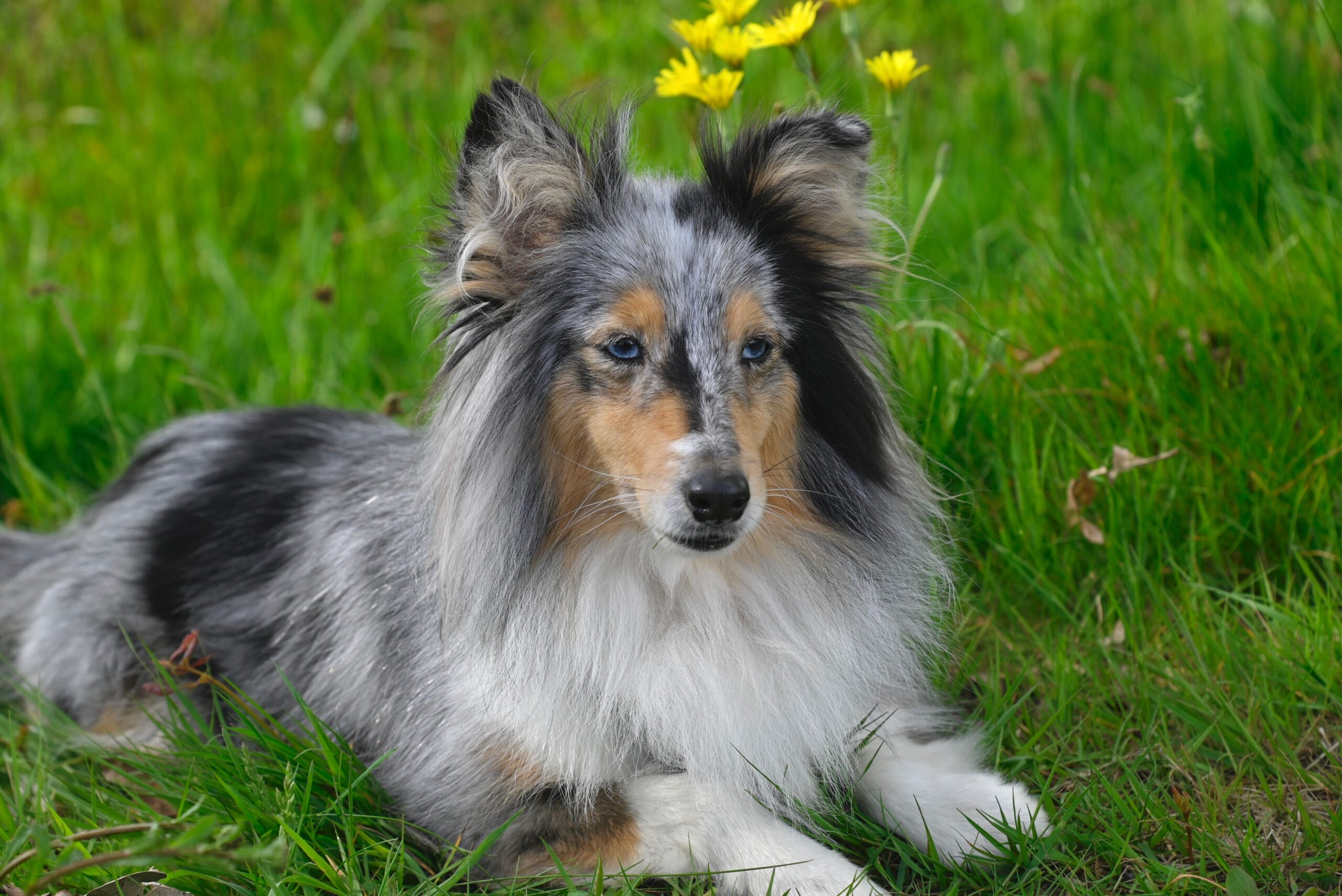 lymphedema in dogs