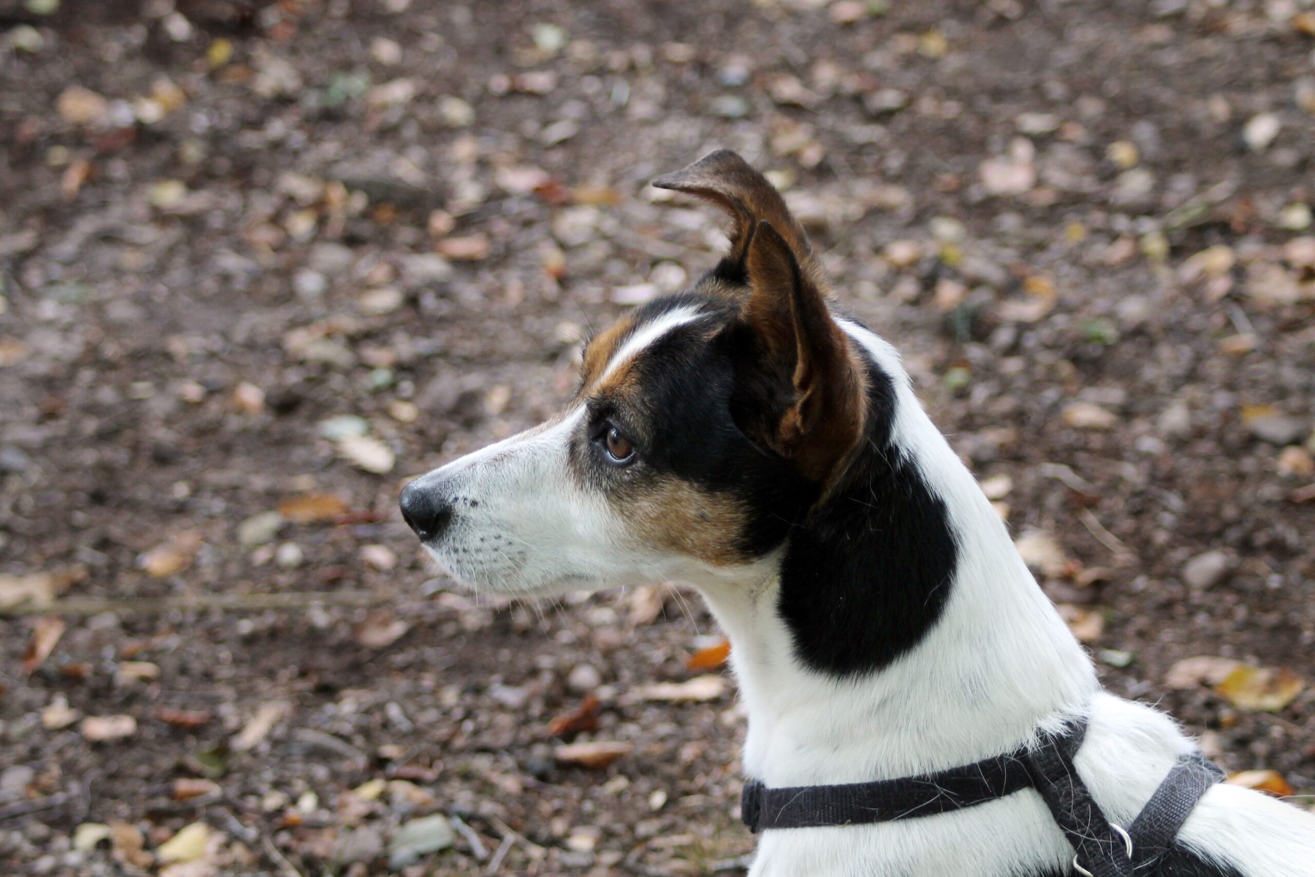 nasal polyps in dogs