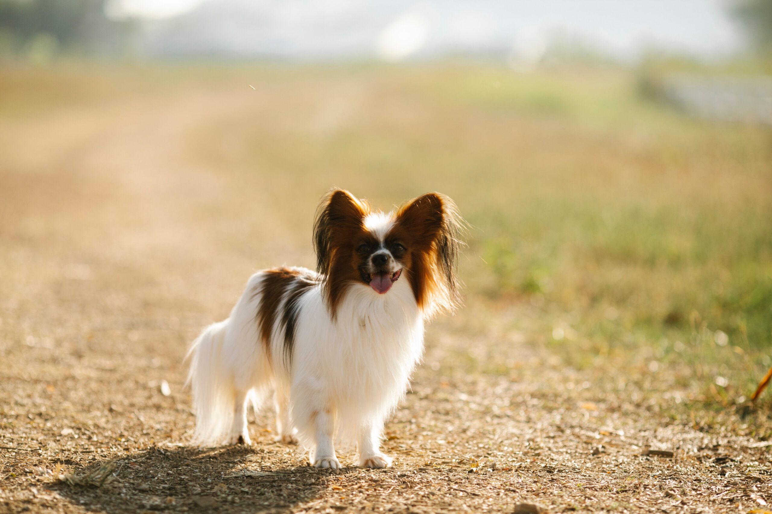 nerve sheath tumor dog