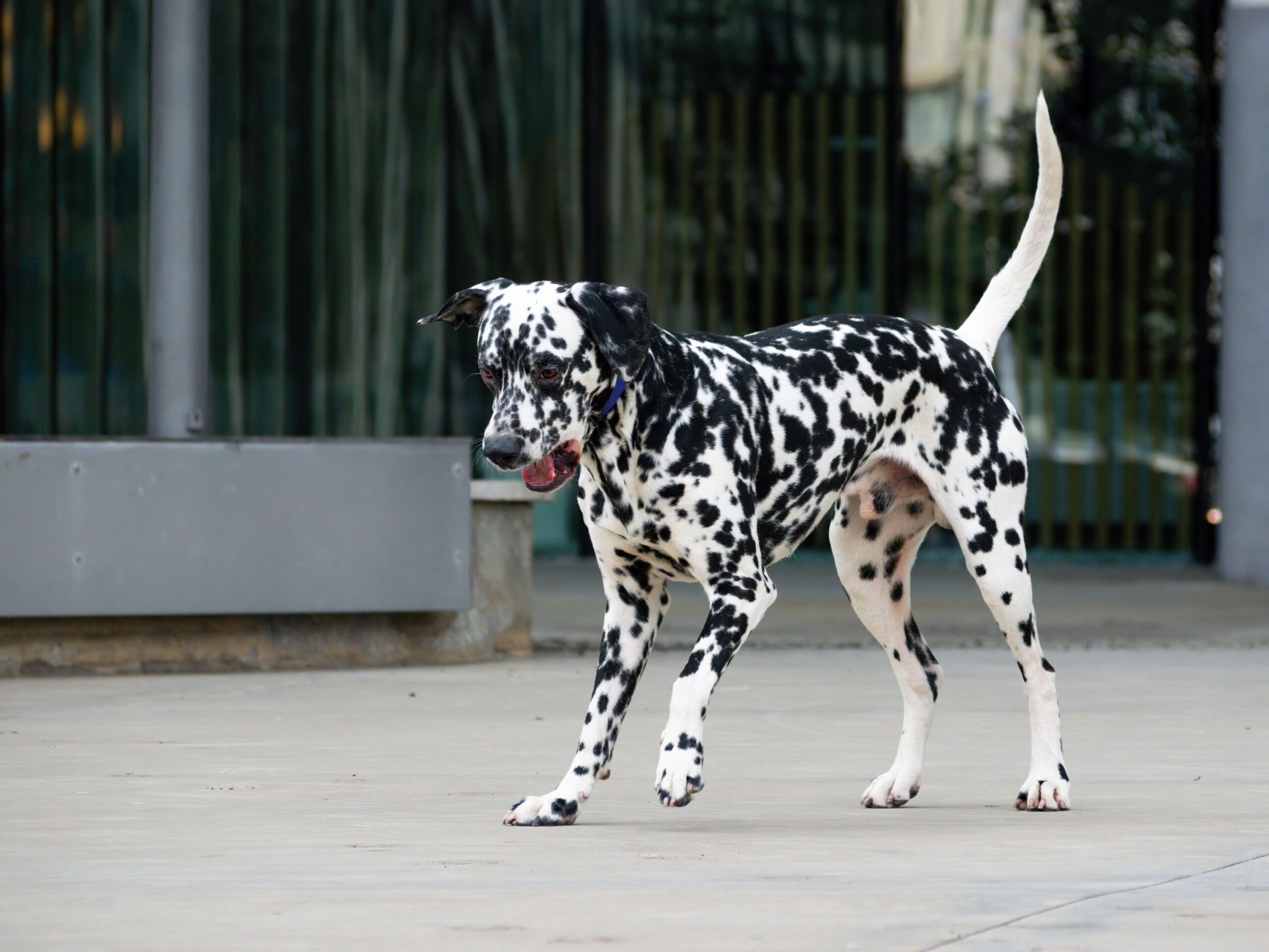 polymyositis in dogs