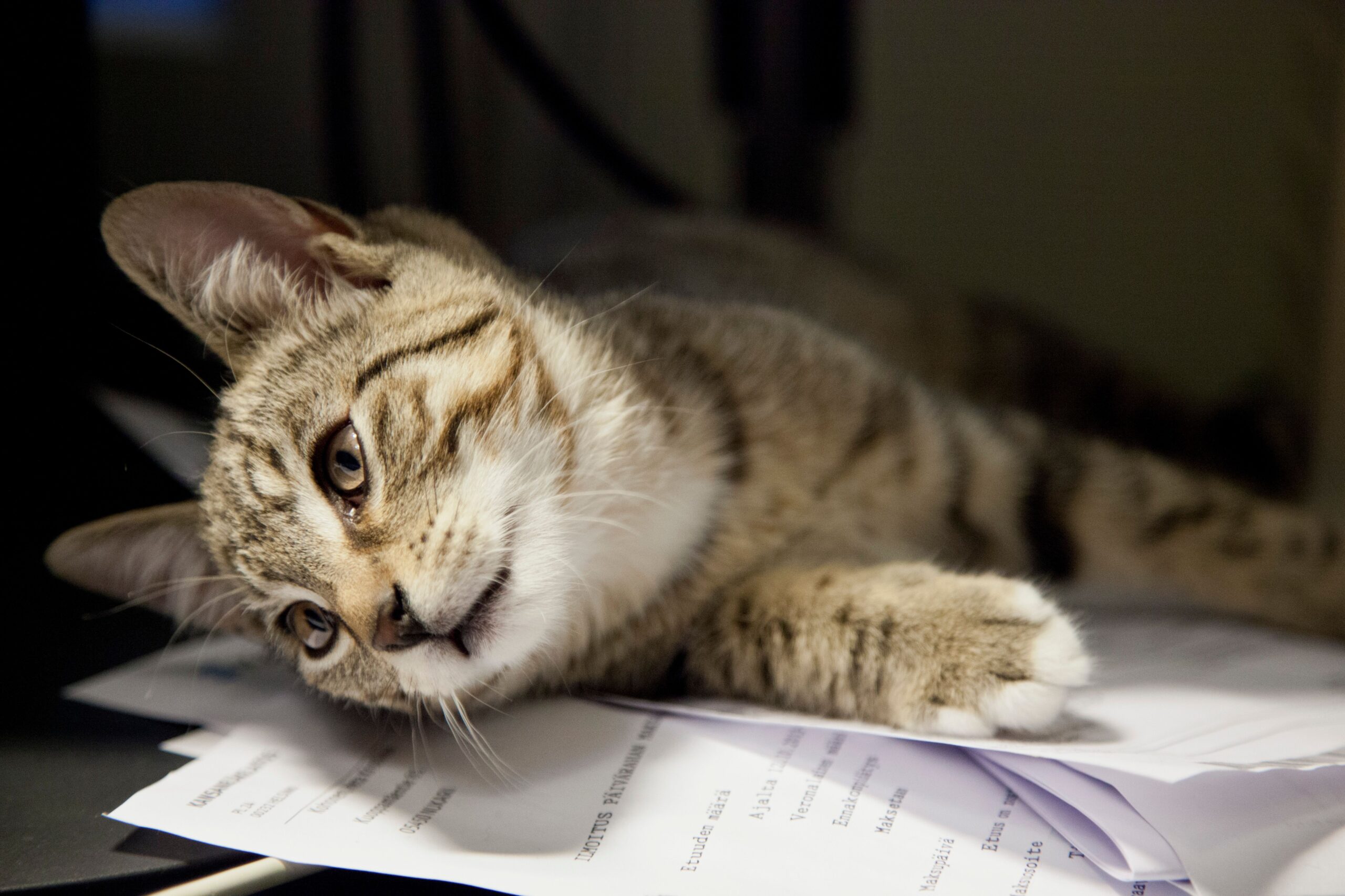 pre-authorizations in pet insurance