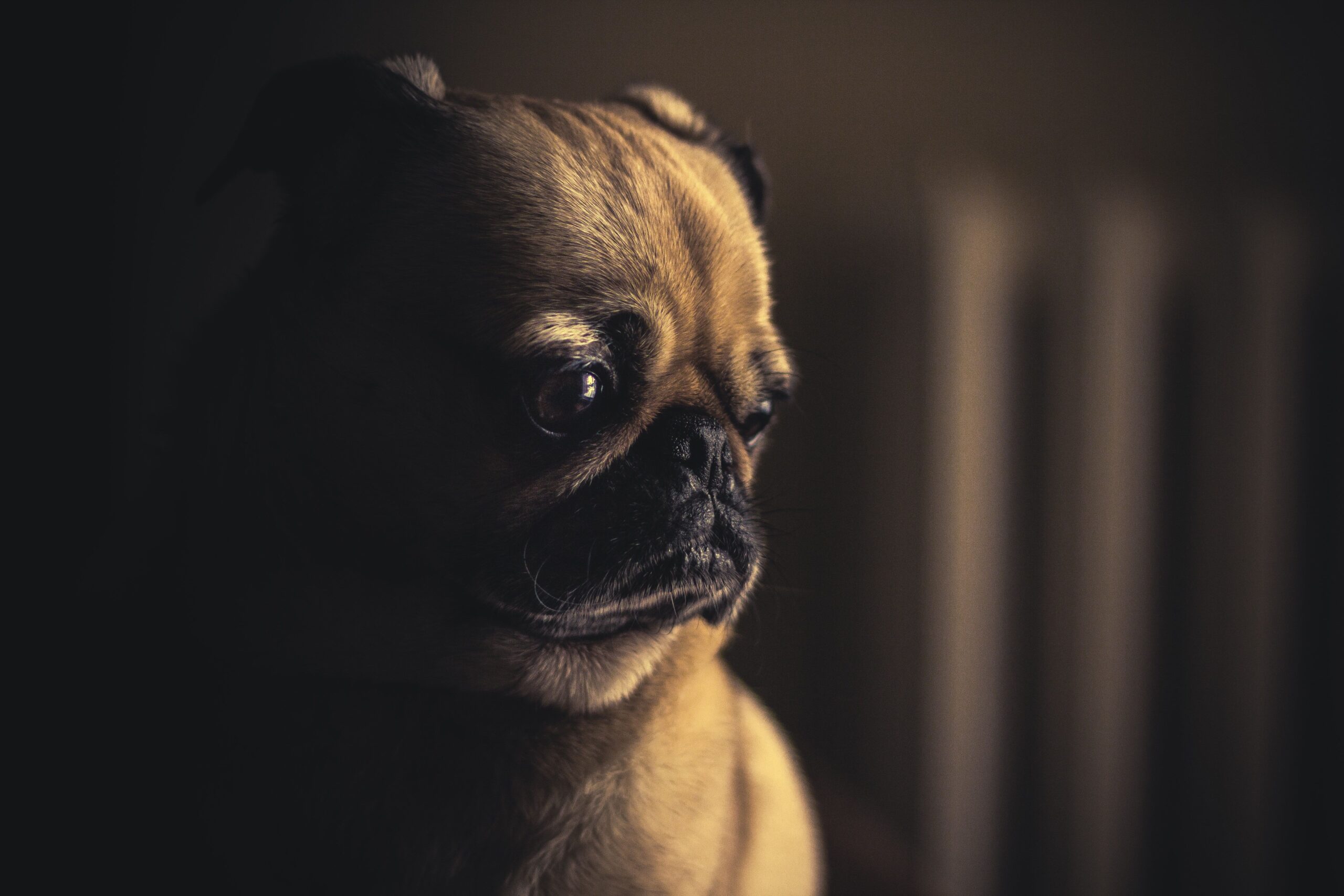 proptosis dog