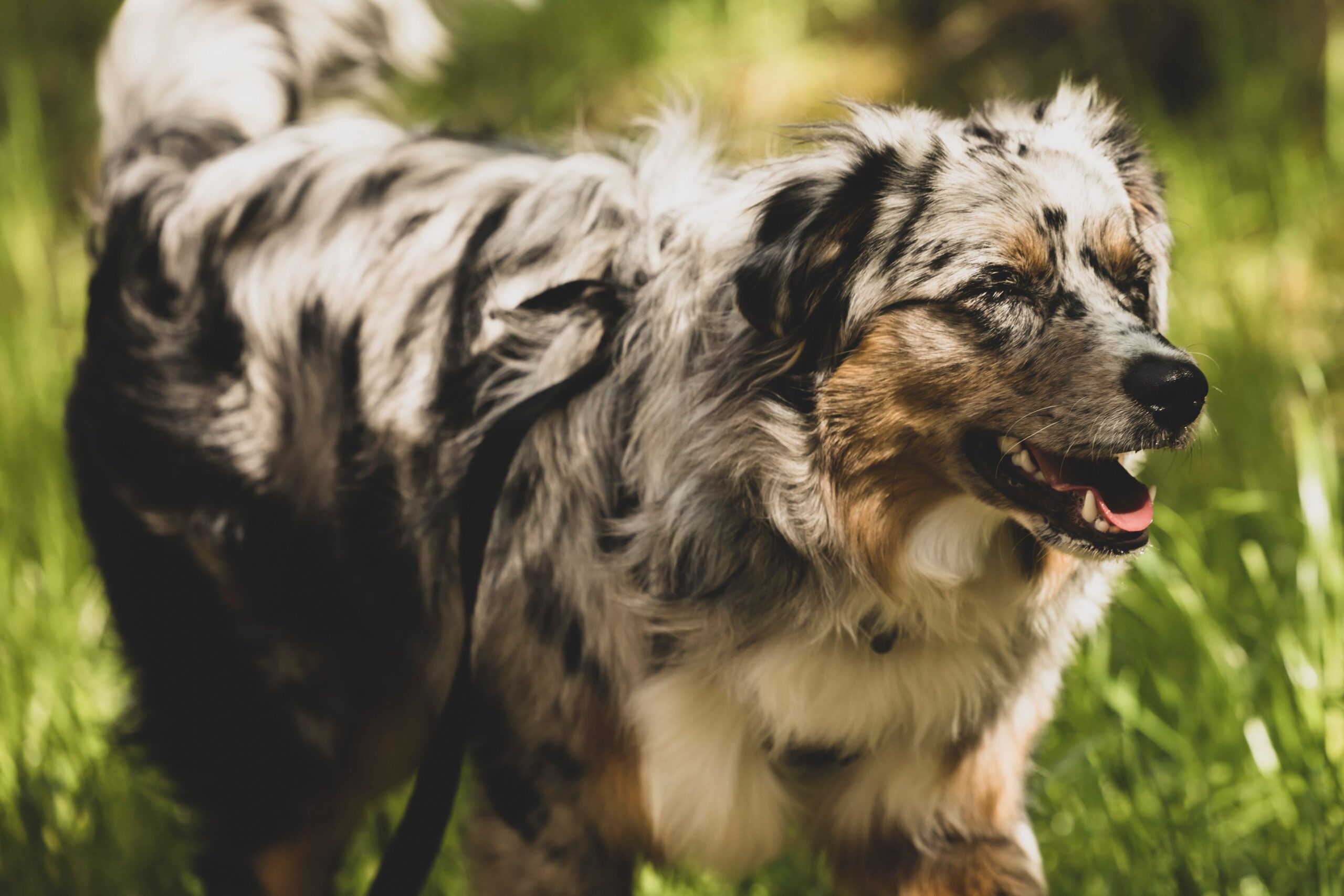 pyothorax in dogs