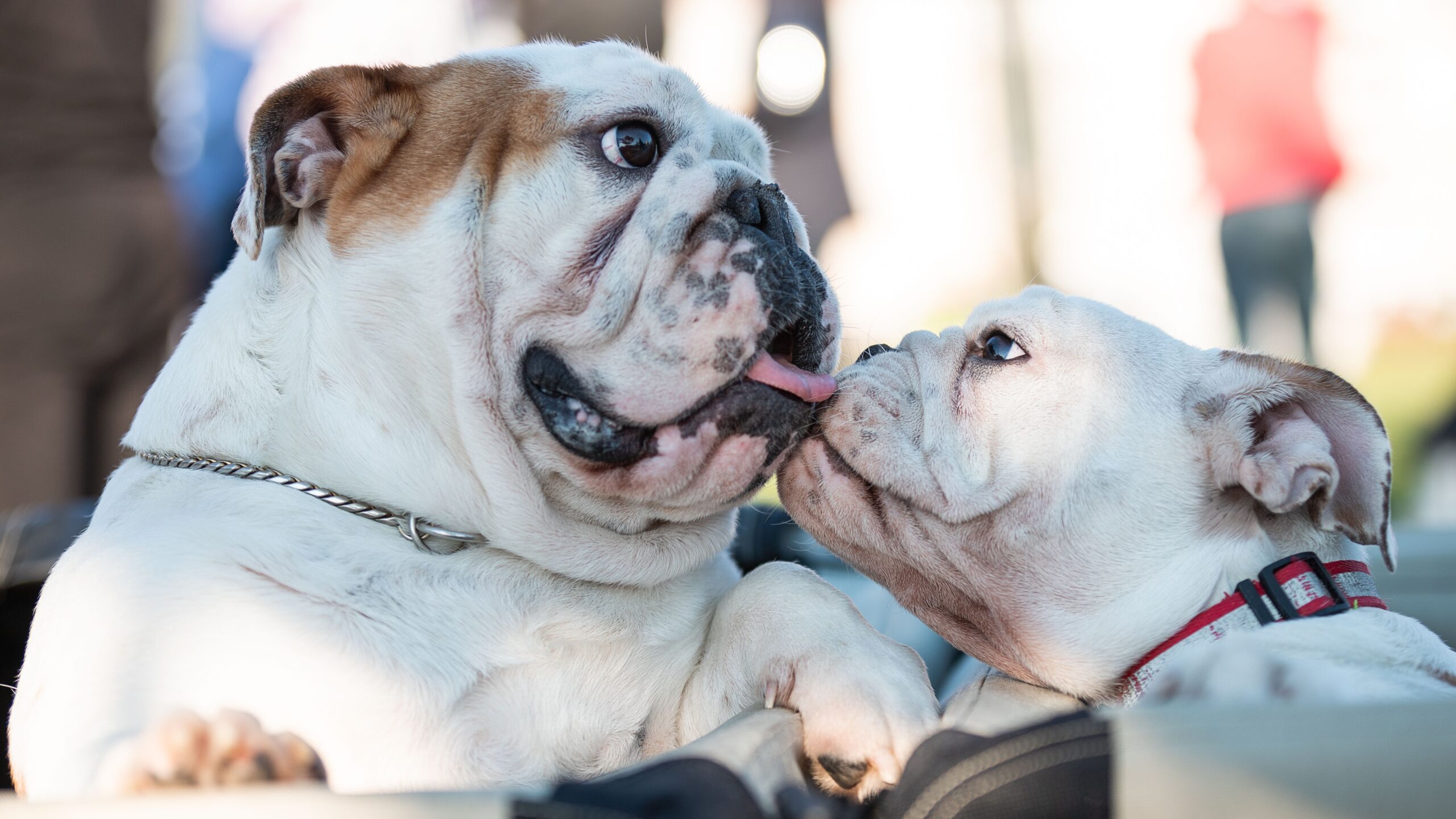 spina bifida in dogs
