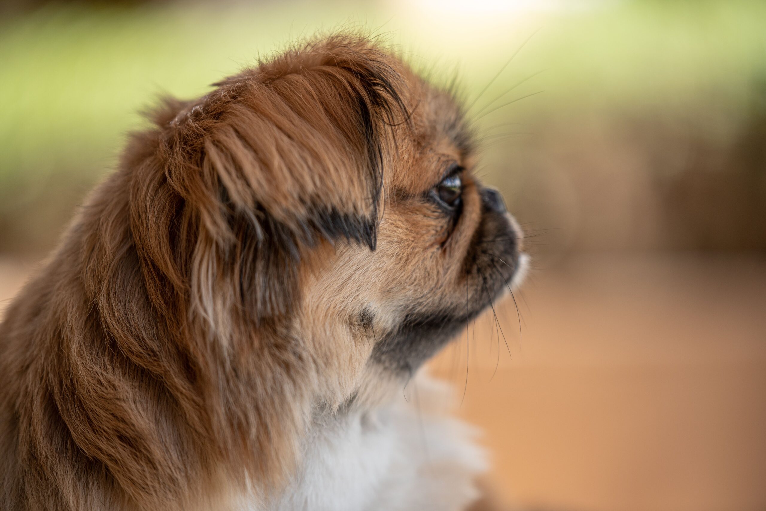 squamous cell carcinoma dog mouth