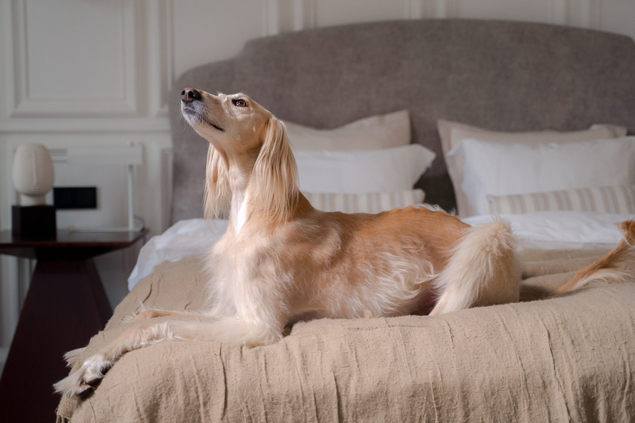stomatitis in dogs