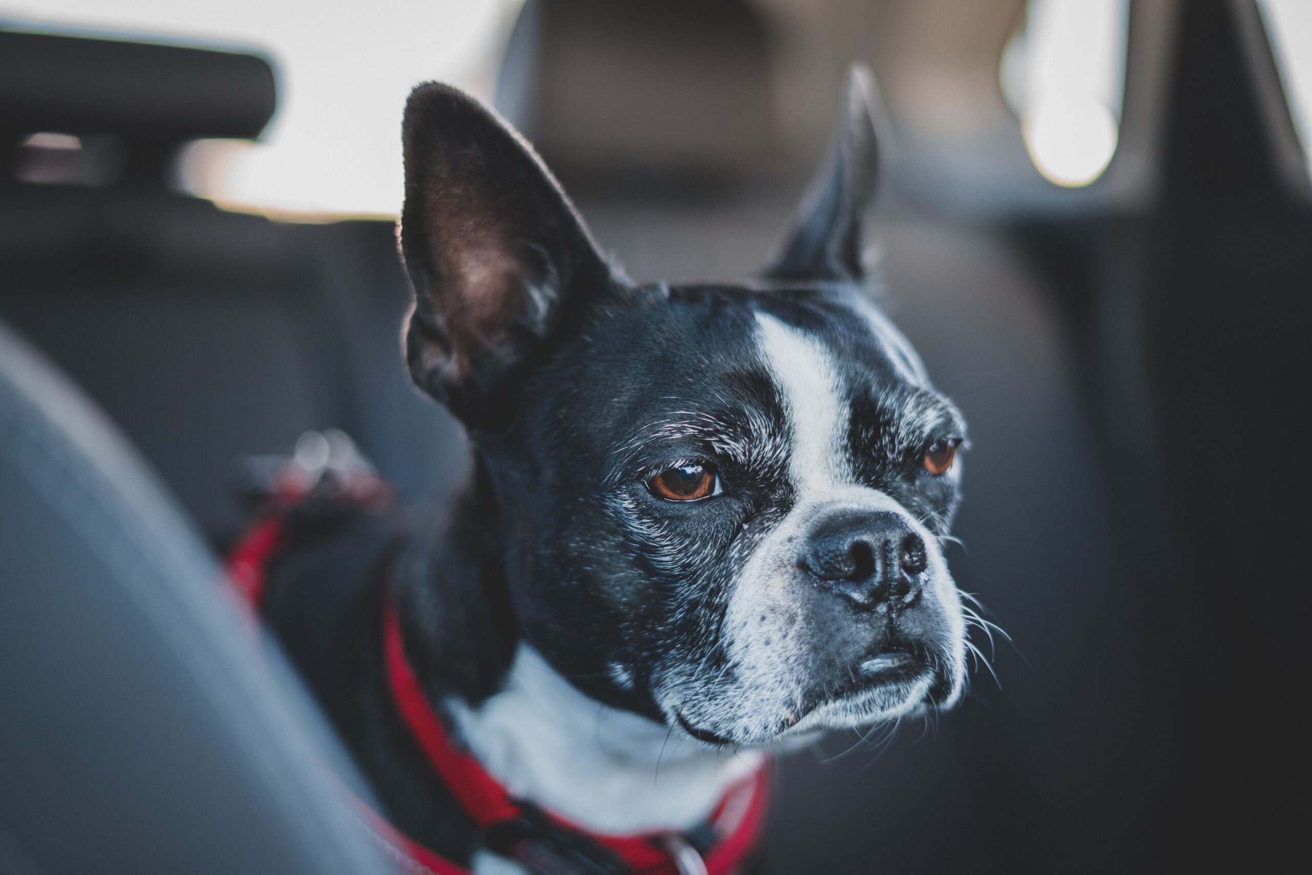 strabismus in dogs