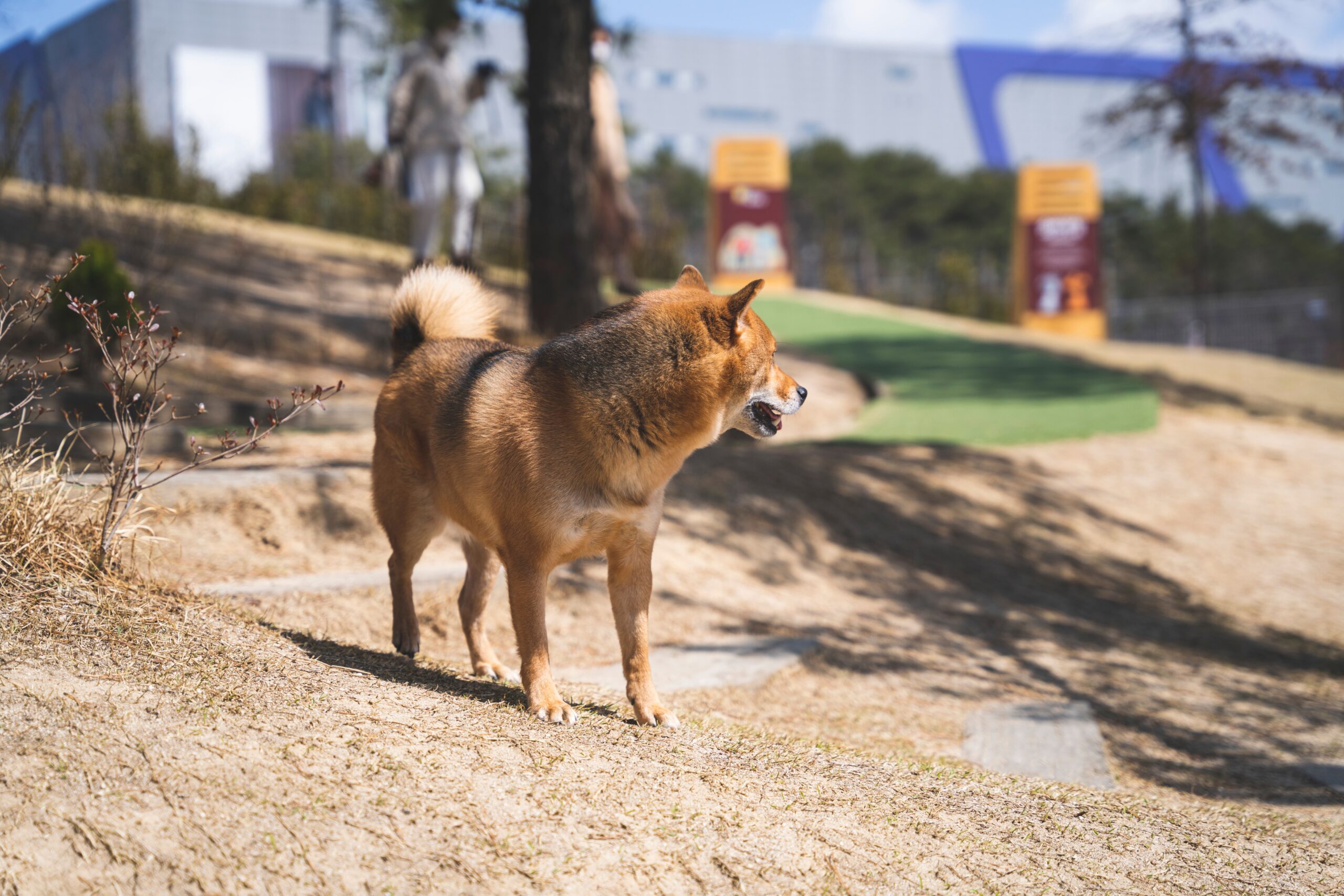 vaginal hyperplasia in dogs