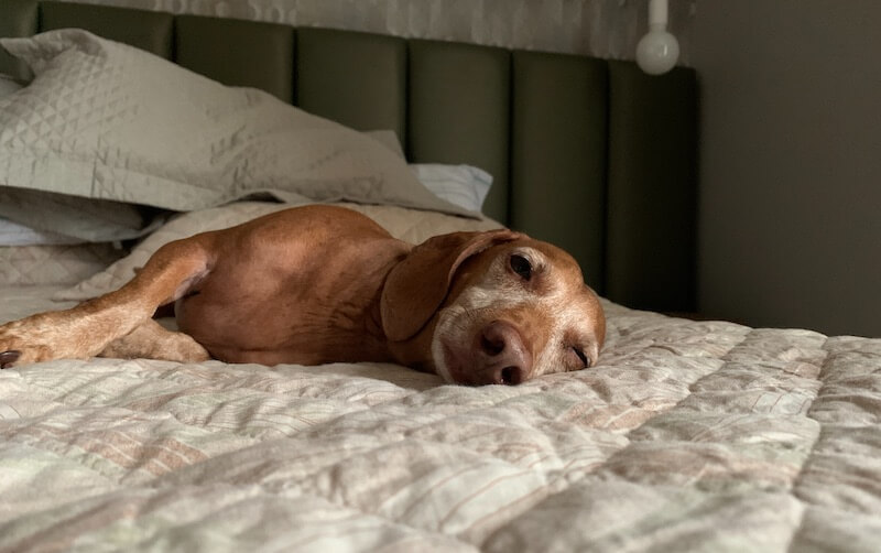 For dogs especially, having a mattress low to the floor makes it easier for them to climb in and snuggle (especially as they age).