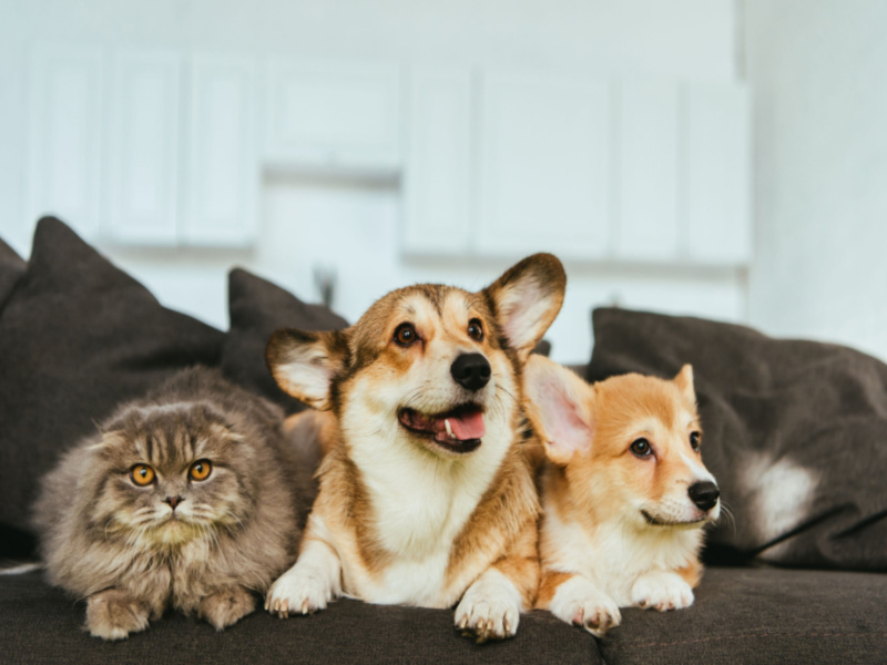 renters insurance and pets