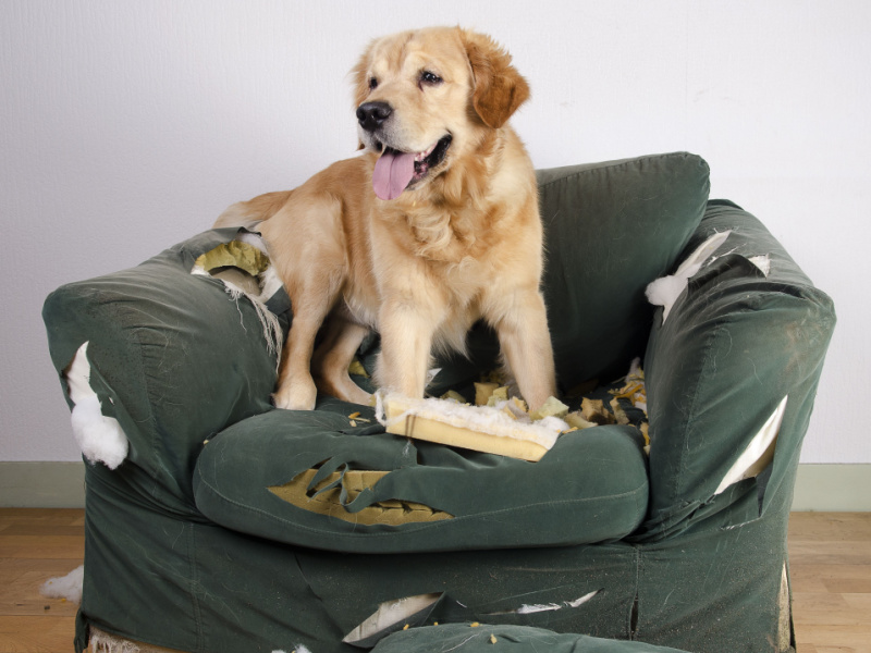 does renters insurance cover property damage caused by pets