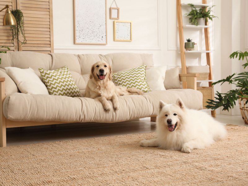 Why Pet Parents Should Get Renters Insurance Lemonade