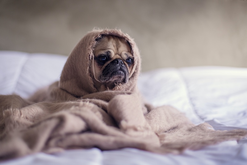 Your renters policy's Loss of Use coverage may also help pay for accommodations for your pets in certain circumstances.