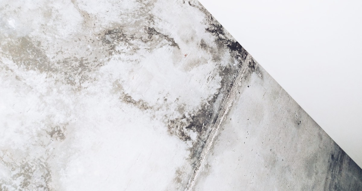 Does Renters Insurance Cover Mold Lemonade Insurance