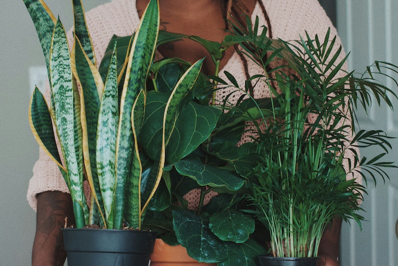 Populating your apartment with large plants will drive down the thermostat.