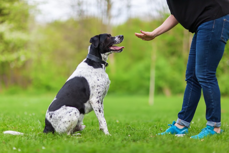 Freshen up on basic commands before a pet screening