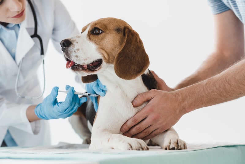 Pet should be up-to-date on vaccinations for a pet screening