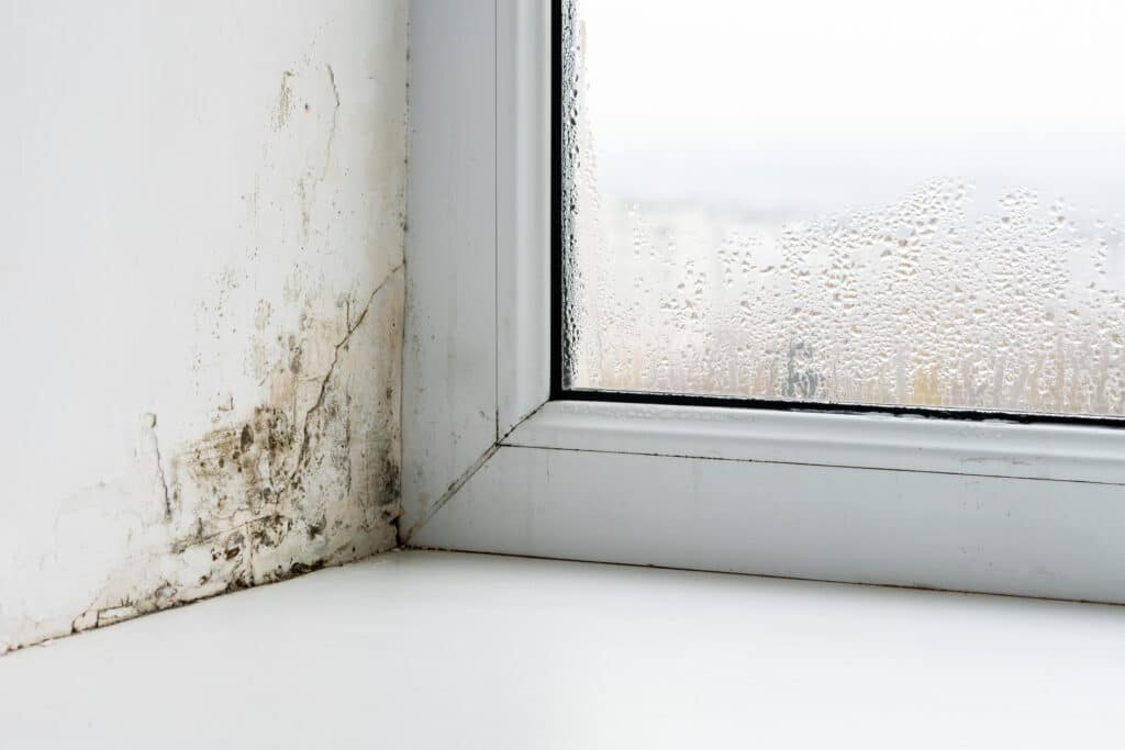 Schimmel in der Wohnung entfernen
