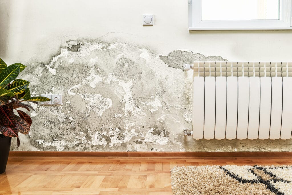 Tipps Schimmel entfernen