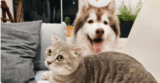 How Does Pet Insurance Work?